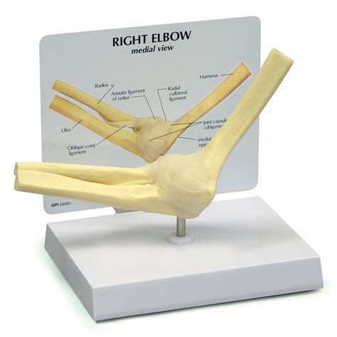 Elbow Joint Bones