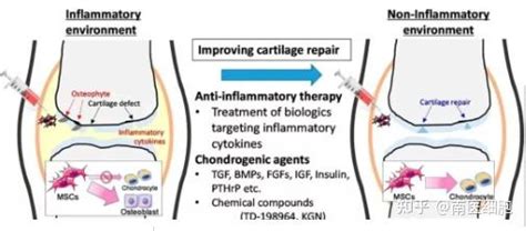 间充质干细胞治疗类风湿性关节炎是最持续有效和最彻底的方法 知乎