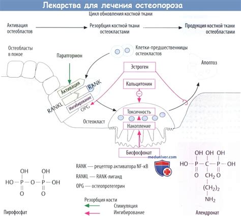Лекарства для лечения остеопороза