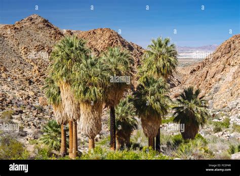 49 Palms Oasis In Joshua Tree National Park California Stock Photo