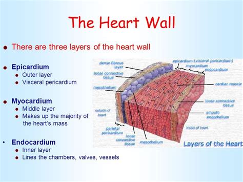 Basic anatomy and physiology, Basic english sentences, Nursing notes