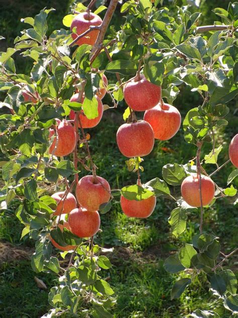 Fuji Vs Gala Apples How Are They Different Tidbits Of Experience