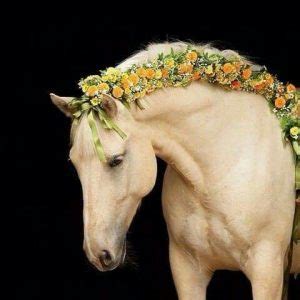 13 Smartest Horse Mane Braiding Ideas – HairstyleCamp