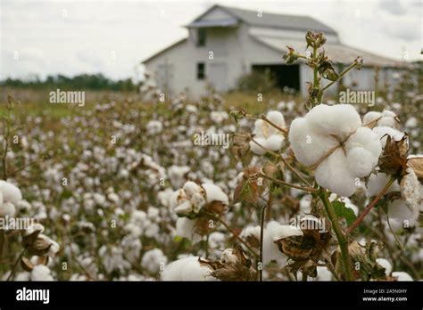Cotton Field Hi Res Stock Photography And Images Alamy