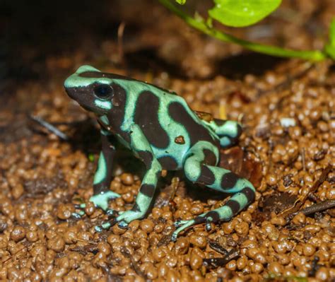 15 Best Types Of Pet Frogs Beginner Friendly