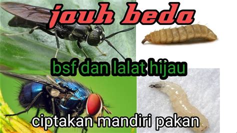 Perbedaan Maggot Bsf Dan Lalat Hijau Youtube