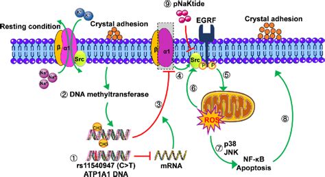 A Schematic Diagram Of The Mechanism Of Atp A Genetic Variation And