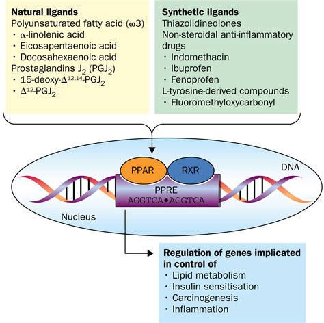 Role Of Peroxisome Proliferator Activated Receptor And Retinoid X