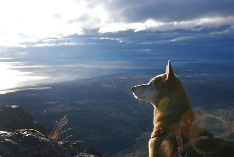 My Shiba Inu And I Live In Alaska Here He Is On A Walk Today Acting