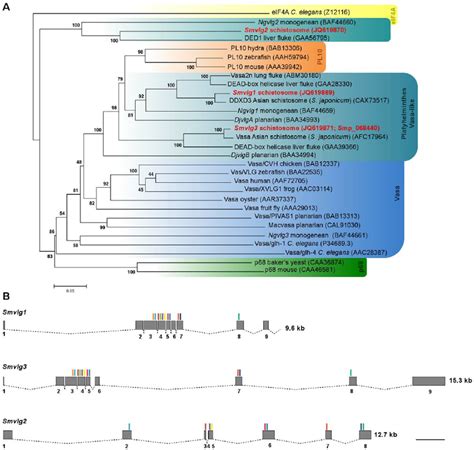 Phylogenetic Tree And Gene Structure Relationships Of Schistosoma