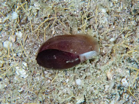 Atlantic Grey Cowry from Saint Barthélemy on May 10 2022 at 04 56 AM