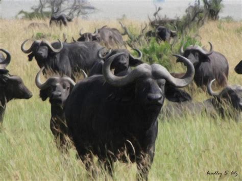 Cape Buffalo Herd Black Death Painting - Cape Buffalo Herd Black Death ...