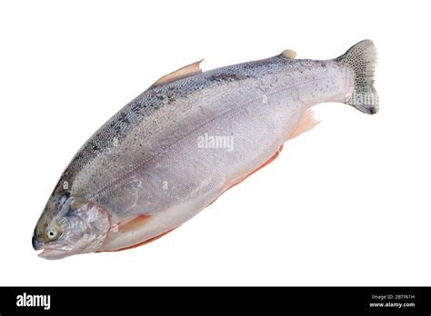 Raw Tasmanian Ocean Trout Isolated On White Background Stock Photo Alamy