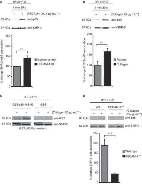 Platelet Endothelial Cell Adhesion Molecule Pecam Regulates The