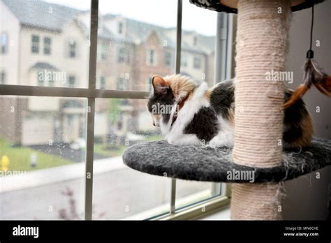 Calico Cat Looking Out The Window While Laying On Top Of Cat Tree House