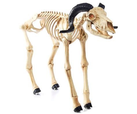 Animated Light And Sound Goat Skeleton 36 Skeleton Body Goats Animation