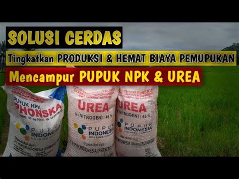 Cara Mencampur Pupuk Urea Phonska Inspirasi Petani Youtube