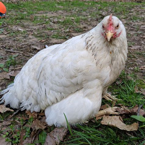 Mareks Disease In Chickens