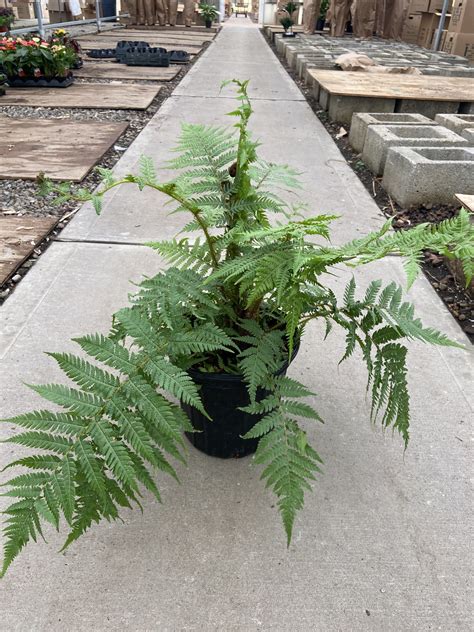 8 Fern Australian Tree Tri State Foliage Prebook Shop