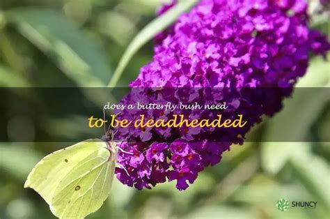 How To Properly Deadhead A Butterfly Bush For Optimal Beauty And Growth Shuncy