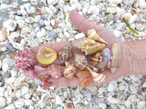 Beachcombing On Sanibel Island I Love Shelling