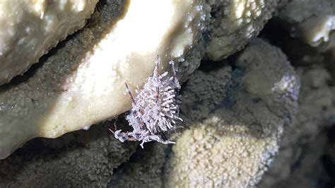Zombie Fungus Discovered In Cave Dwelling Spiders Cnn
