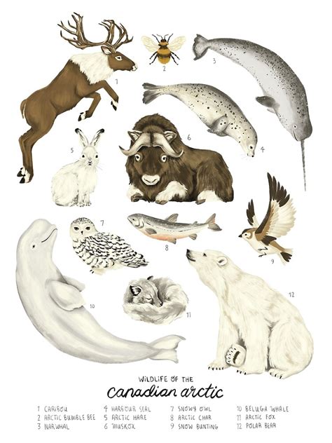 "Wildlife of the Canadian Arctic" Poster for Sale by AmyHamilton ...