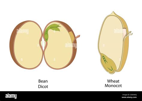 The structure of the seed in dicots and monocots Stock Photo - Alamy