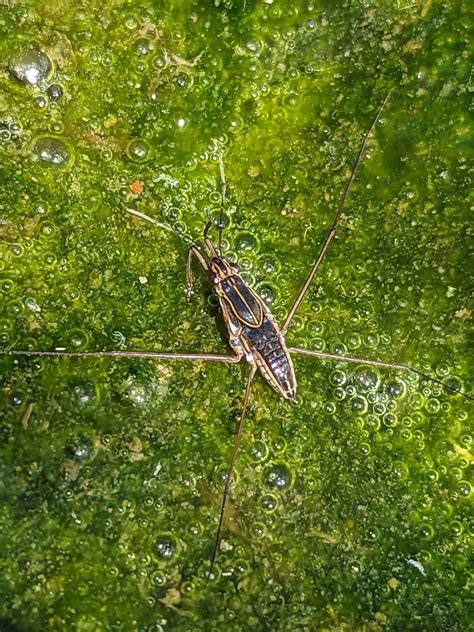 Striped Pond Skaters In August By Rattyexplores Inaturalist