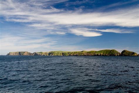 Island Conservation Restoration Makes an Instant Impact on Anacapa ...