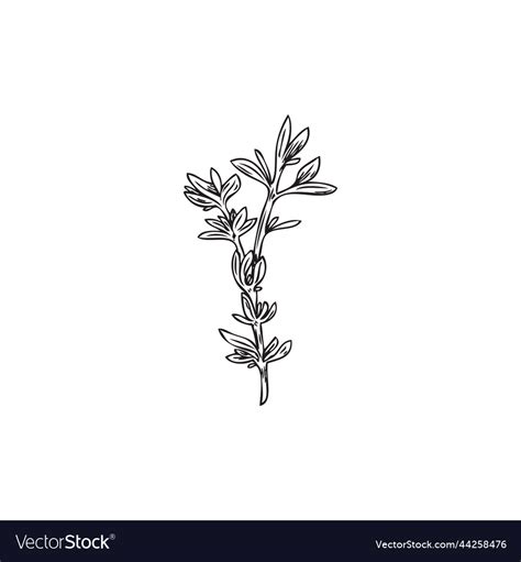 Hand Drawn Thyme Branch With Leaves Outline Vector Image