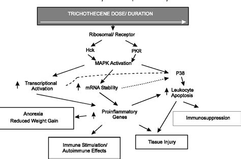 Figure From The Impact Of The Fusarium Toxin Deoxynivalenol Don On