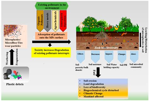 Effects Of Soil Pollution On Biodiversity