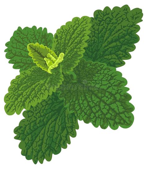 Vector Art With Nettle Stock Vector Illustration Of Fresh 99462311