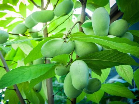 Izolator Komórek Rakowych Paw Paw Natures Sunshine Nsp Erlipl