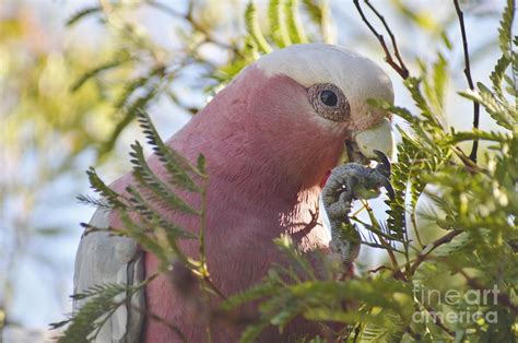Wild Australian Galah Eating Seed Pods Photograph Wild Australian