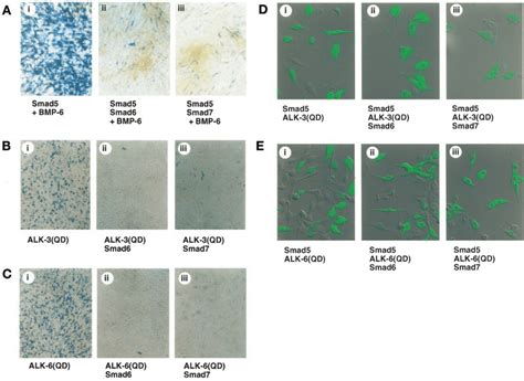 Smad And Smad Inhibit The Osteoblast Differentiation Of C C Cells