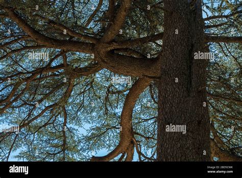 Abstract Looking Closeup Of A Cedar Tree With A Big Trunk And Branches