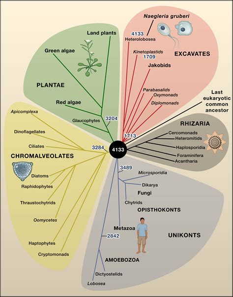 The Incredible Expanding Ancestor Of Eukaryotes Cell