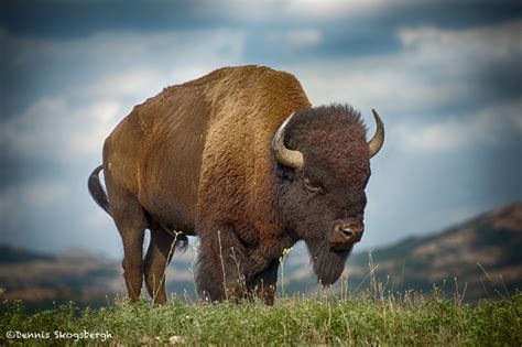 1840 Bison, Wichita Mountains National Wildlife Refuge, OK - Dennis Skogsbergh PhotographyDennis ...