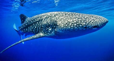 Mergulho Tubar Es Baleia Na Ilha Holbox M Xico Imagens De