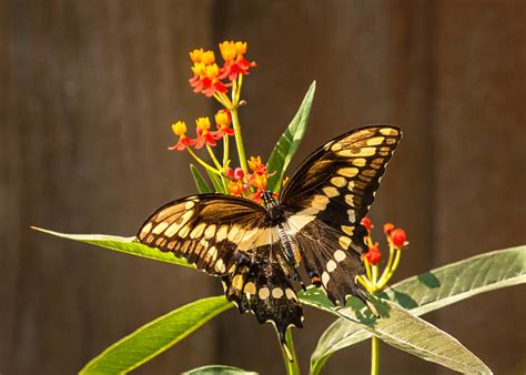 Giant Swallowtail Butterfly Fay Stout Flickr