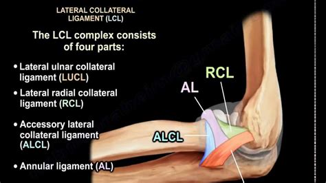 Normal Elbow Dr Wael Bayoud