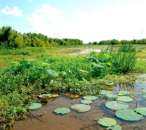 Wetlands are a natural coastal habitat with unique species of flora and...