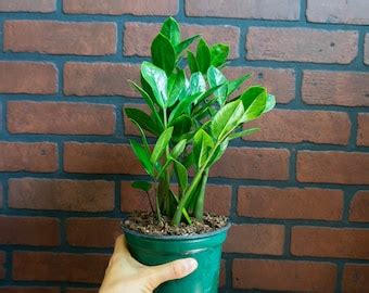 Chameleon Zz Zamioculcas Zamiifolia Pot Etsy