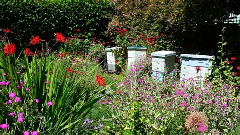 30 Plantas Que Aman Las Abejas Y Polinizadores Silvestres Ecocolmena