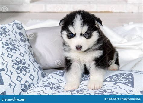 Little Husky puppy stock image. Image of happy, isolated - 183530071