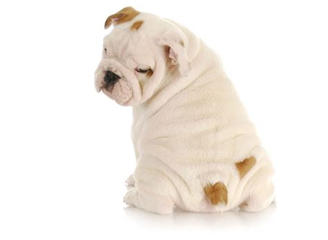 #1 | Bulldog Puppies For Sale In Boston MA | Uptown Puppies