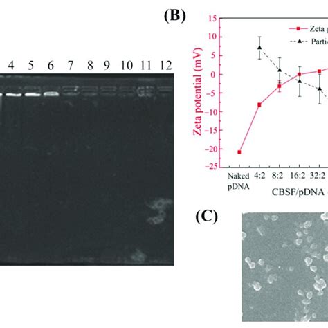 A Agarose Gel Electrophoresis Of Naked PDNA CBSF PDNA Complexes And