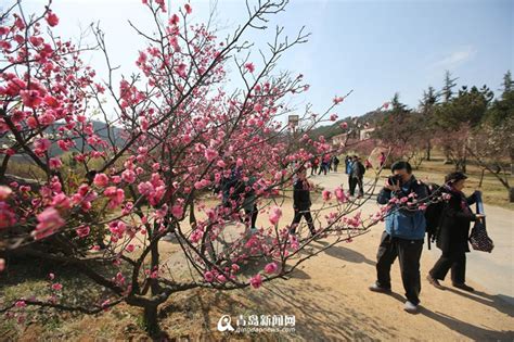 组图打造赏梅胜地 十梅庵公园今年升级改造 青岛新闻网